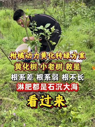 施肥都像石沉大海会不会是你的果树“根系”出了问题 把根系养起来果树才能够焕发新生#黄化树 #柑橘动力黄化转绿 #叶片发黄 #果园管理 #黄化