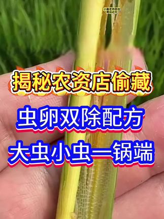 #水稻种植 #病虫害防治 #水稻病害防治 #水稻