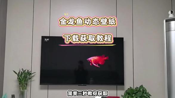 《小云世界》金龙鱼电视屏保设置教程来了电视养鱼教程,金龙鱼动态壁纸下载,电视机屏保龙鱼教程,金龙鱼电视屏保设置方法,电视金龙鱼屏保去哪里下载设置,#电视养鱼教程 #电视屏保#电视屏保设置#金龙鱼屏保怎么设置#金龙鱼屏保怎么下载