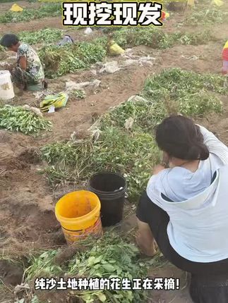 花生只吃沙地现挖现发的 2025鲜花生现挖现发,人工挑选,颗粒饱满! #新鲜花生 #优质农产品 #生花生 #原产地直发