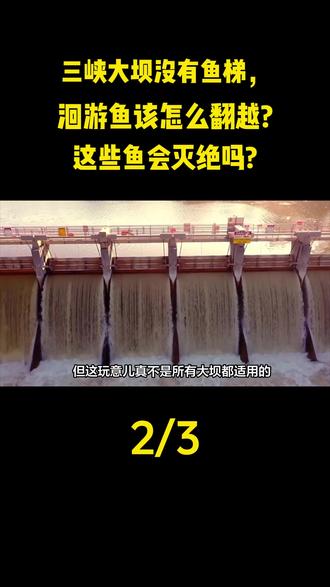 三峡大坝没有鱼梯, 洄游鱼该怎么翻越? 这些鱼会灭绝吗? #大国重器#大国崛起#知识分享#科普#科普一下