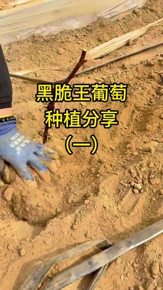 开始栽种黑脆王了,全程分享给大家,记得关注收藏哟!#葡萄种植 #种植技术 #苗木种植基地 #黑脆王 #黑脆王葡萄