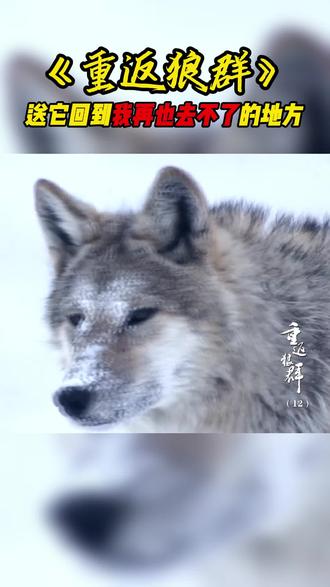 李微漪老师终于官宣啦~
目前唯一授权的是安徽少年儿童出版社的《重返狼群》正版图书🥳🥳🥳
#重返狼群 #重返狼群格林 #亲子阅读 #治愈书单 #动物的感情超乎我们的想象