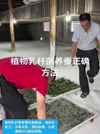 #养蚕日记