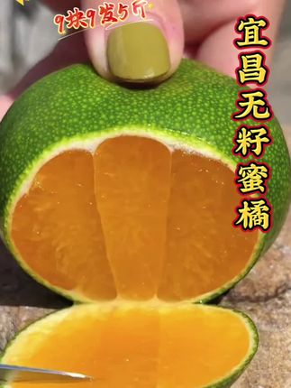 宜昌薄皮无籽青皮蜜桔来了,真的太好吃了,皮薄无籽,口口爆汁!#新鲜采摘 #青皮无籽蜜橘 #应季水果 #农产品 #助农水果