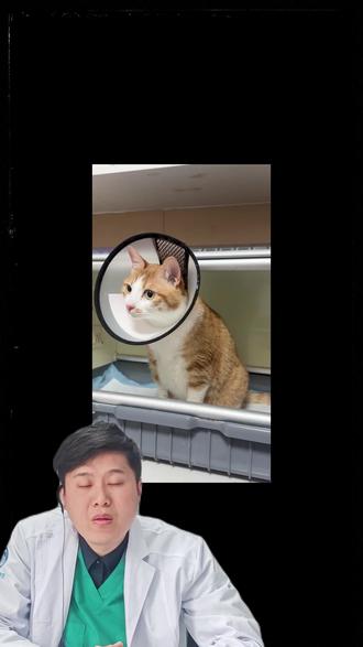 一个视频解决猫咪慢性腹泻 #猫咪 #新手养猫 #养宠进阶指南 #科学养宠攻略 #慢性腹泻