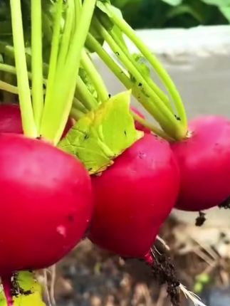 【樱桃萝卜种子】迷你萝卜菜籽四季阳台盆栽早熟易种#樱桃萝卜种子 #樱桃萝卜种植方法 #樱桃萝卜种 #樱桃萝卜种植 #萝卜种子