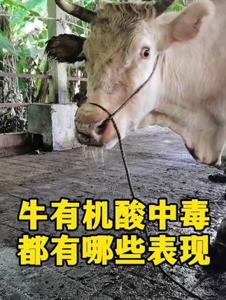 #牛有机酸中毒#养牛人#牛蹄子红肿#牛流口水#三农养殖