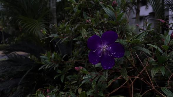 从一个橙子了悟“缘起性空” 一个橙子是由无数个缘起交织的“临时作品”(缘起),它并不是孤立存在的(性空)。世界上所有的事物都是“无常”的,包括我们情绪,还有这个所谓的“我”的存在。一切都在生灭,一切都在流动!
#缘起性空 #流动 #无常的人生 #一花一世界 #自性