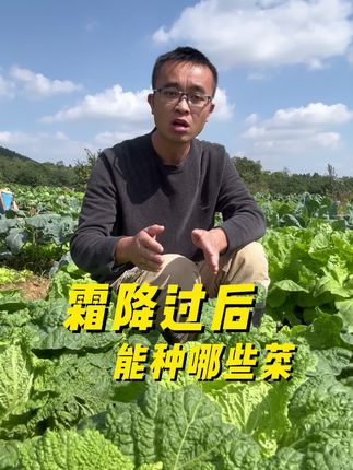 霜降过后能种哪些菜?#种菜小技巧 #种菜 #种植 #学种菜 #家庭种植