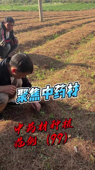 中药材种植技术#中药材 #种植技术 #草乌