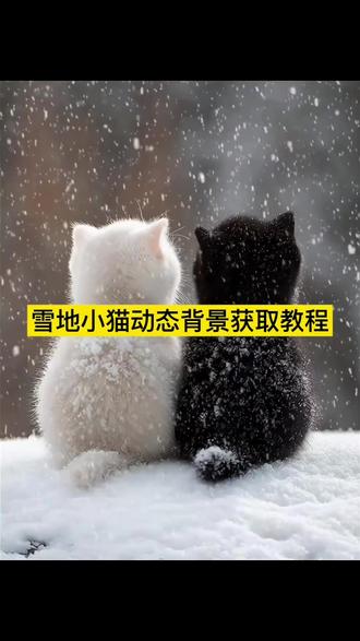雪地小猫动态背景教程 黑白猫雪地背景图 雪地黑猫背景图 小猫靠肩原图 小猫看窗外雪动态背景图口令 雪地小猫背景图动态自取#雪地小猫背景图动态 #黑白猫雪地背景 #剪映