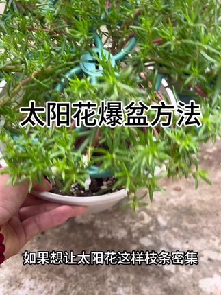 #花卉绿植 #太阳花 #太阳花养护#太阳花修剪#优芽素矮胖素组合