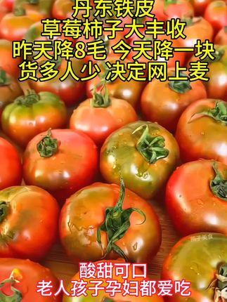 真正的东北碱地草莓柿子,酸甜可口老人孩子孕妇都爱吃!#新鲜采摘 #应季水果 #草莓柿子口感特别好