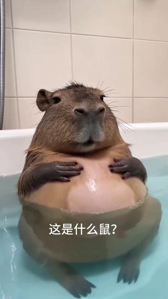 鼠鼠 看看有没有你认识的鼠鼠#宠物