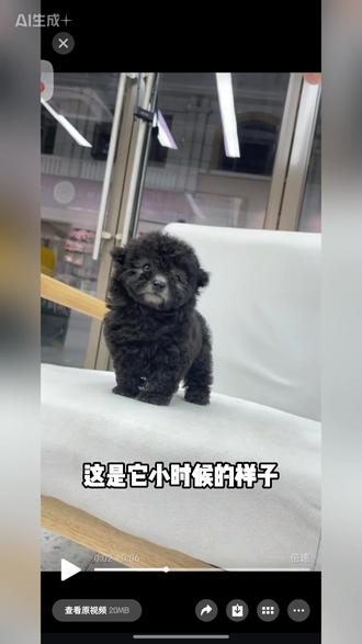 做人不要攀比,我有泰迪,你们有吗?晒出来看一下!#灰泰迪!狗狗的心思都写在脸上了