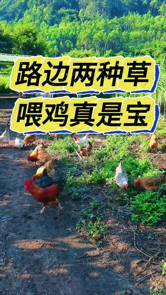 路边两种草,喂鸡真是宝#养鸡人 #养鸡 #养鸡小妙招 #养鸡技术 #科学养鸡