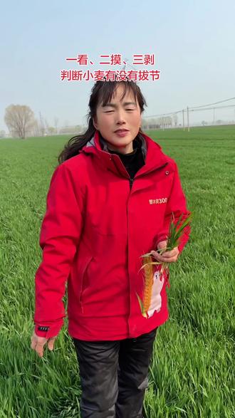#抖音助农 #小麦一喷三防药 ,通过一看、二摸、三剥来判断小麦有没有拔节那拔节的小麦该如何管理呢?