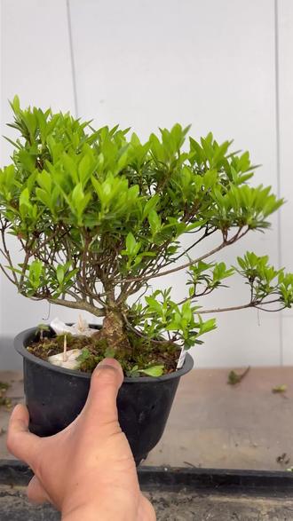 皋月杜鹃—明美之月 一颗非常普通的素材,我们经过再一次地选择枝条以后,定向地培养把它培养成一颗邻水型的一颗杜鹃盆景选择的好的情况下的话,可以事半功倍#皋月杜鹃#杜鹃#盆景#皋月#杜鹃花