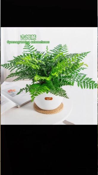 #绿植盆栽 四季好养#吉姆蕨 带自吸盆,小号只要14.8#室内绿植