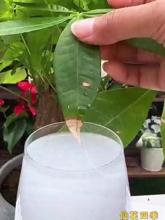 植物再生剂浓缩通用型