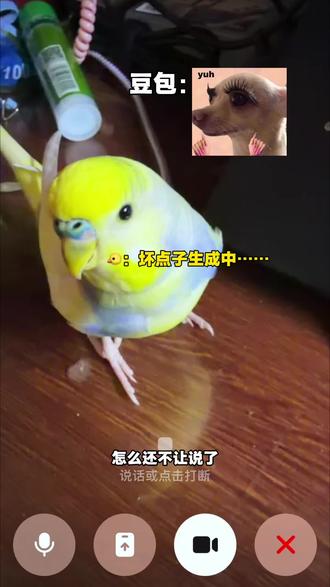 豆包的锐评果然狠毒(已急哭)
#万物可爱计划 #虎皮鹦鹉 #鹦鹉日常 #盘点动物迷惑行为 #豆包