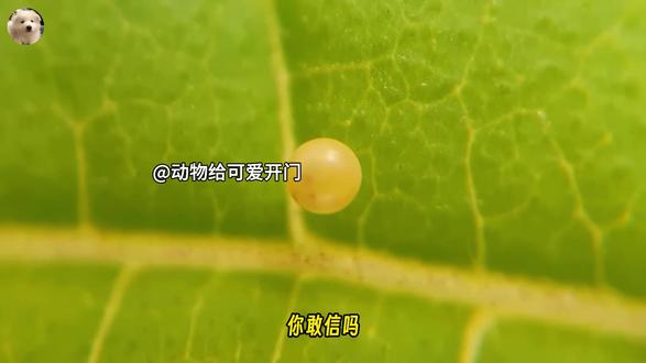 小哥捡回一颗神秘小蛋,最后蜕变成最美的“空中精灵”!