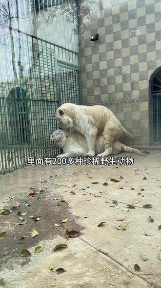 安吉中南百草园景区,春假特惠,活动给力,赶紧带娃来打卡吧,江浙沪周边游,遛娃好去处#清明假期去哪玩 #中南百草原 #春日踏青好去处 #安吉旅游 #遛娃好去处