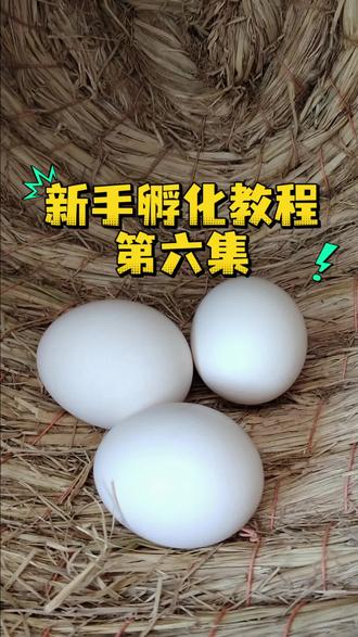 新手孵化教程,18到21天孵化末期注意事项#孵化教程 #孵小鸡#记录真实生活 #抖音小助手dou上热门 #三农养殖