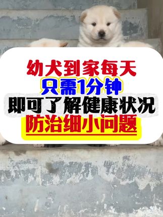幼犬到家,每天只需一分钟即可了解健康状况,防治细小!#养狗经验分享 #科学养宠攻略 #新手养宠 #细小 #细小怎么治