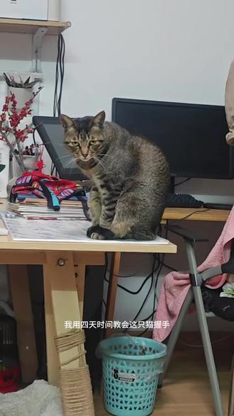每天晚上等着握手的猫
#萌宠日常记录 #宠物随拍 #动物的迷惑行为 #训猫 #日常vlog
