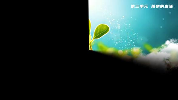 植株的生长七下生物第三单元PPT课件含教案+导学案+分层作业 获取地址:WWW.LFPPT.COM
#PPT课件含教案导学案分层作业 #植株的生长七下生物第三单元PPT课件 #植株的生长 #七下生物 #七下生物第三单元
这套人教版七年级下册生物 PPT 围绕 “植株的生长” 展开,系统呈现了被子植物生长的核心知识。开篇以种子萌发成幼苗的现象导入,引出植株生长包括地下幼根与地上枝条两部分。幼根生长部分,通过实验展示根尖从根冠、分生区、伸长区到成熟区的结构与功能,说明分生区细胞分裂增加数量、伸长区细胞增大体积是根生长的主要动力,同时解释移栽幼苗带土团保护幼根和根毛的原理。枝条发育部分,介绍芽按位置分为顶芽、侧芽,按发育分为叶芽、花芽、混合芽,通过叶芽结构示意图说明幼叶发育成叶、芽轴发育成茎、芽原基发育成新芽的过程,还提及茎的加粗生长依赖形成层细胞分裂。植株生长需要的营养物质部分,通过实验对比蒸馏水与土壤浸出液中幼苗的生长状况,说明植物需要水、含氮、磷、钾等多种无机盐,以及通过光合作用制造的有机物,同时介绍无土栽培技术,最后以思维导图和随堂检测巩固知识,帮助学生系统理解植株生长的结构基础与物质需求。