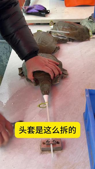 头套是这么拆的#甲鱼防咬头套