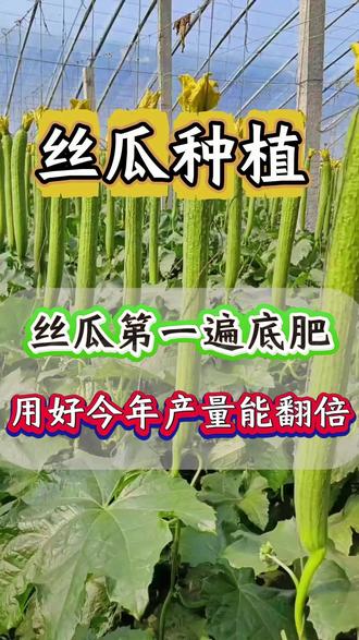 #丝瓜种植 丝瓜底肥是个宝无它长不好#丝瓜高产 #丝瓜管理 #三农