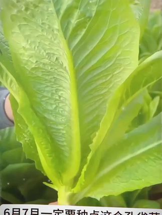 【2.99三包 3.99五包】孔雀菜种子!