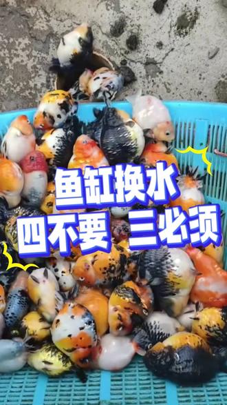 鱼缸换水,四不要,三必须! #鱼缸里的大自然 #年货节 #养鱼日记 #水族 #新手养鱼