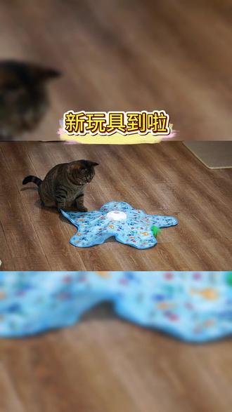 新玩具开箱啦!!! 买了个抖音很火的五角星逗猫玩具,这款自动玩具真是铲屎官的福利!开启后智能感应,猫咪一靠近就会自动摇摆旋转,还有多种模式,每次打开都玩的不亦乐乎#逗猫神器 #猫咪日常 #猫玩具