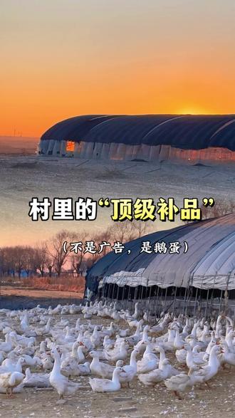 我找到了真正的“养生天花板”——农村大鹅蛋。告别手脚冰凉,吃出好皮肤,老祖宗的智慧都在这里了。#新农人 #我的乡村生活 #养生 #鹅蛋 #食疗