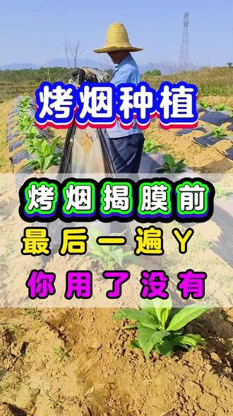 烤烟揭膜前,最后一遍Y,你用了没有#烤烟种植 #烤烟施肥 #烤烟高产 #烤烟种植技术与管理 #烤烟