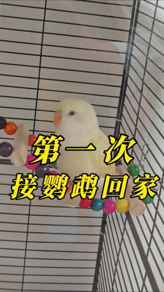 第一次接桃桃回家,希望她健康快乐成长#萌宠日常记录 #宠物知识 #手养牡丹鹦鹉 #日本桃牡丹 #一般人不告诉他