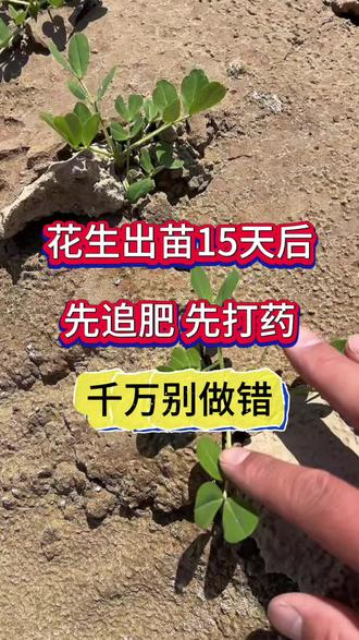 花生出苗15天后先追肥 先打药 千万别做错#花生