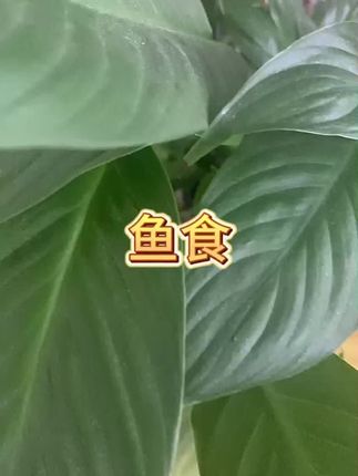 #鱼食 #饲料 #蝴蝶鲤