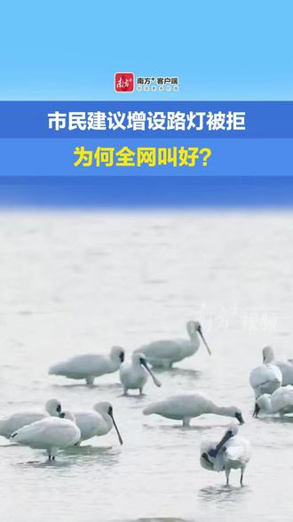市民建议增设路灯被拒,为何全网叫好?#深圳湾公园 #候鸟 #生态