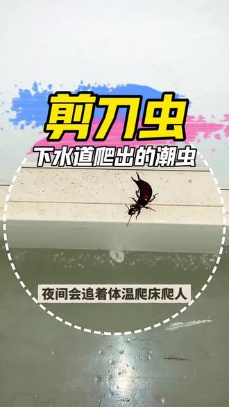 学名蠼螋没听过,但你一定听过剪刀虫夹板虫 这就是剪刀虫,学名蠼螋,也叫夹板虫、耳夹子虫。它的代表性特征是尾部自带一对硬钳子。千万不要觉得剪刀虫不咬人就没事!剪刀虫白天躲在阴暗潮湿的缝隙,晚上才出来乱窜,夜间会追着体温爬床、爬人,尾部钳子也能夹伤皮肤。而且由于藏在卫生间地漏、踢脚线、橱柜死角,一直在下水道爬行,身上携带的细菌霉菌超多,容易与卫生间洗漱用品等接触导致交叉污染,防治蠼螋,可以试试这招。#剪刀虫怎么消灭 #剪刀虫 #蠼螋防治 #蠼螋克星 #夹板虫