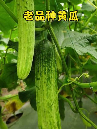 恩施利川本地高山黄瓜老品种旱黄瓜#黄瓜 #青瓜 #黄瓜种植 #蔬菜 #农家菜