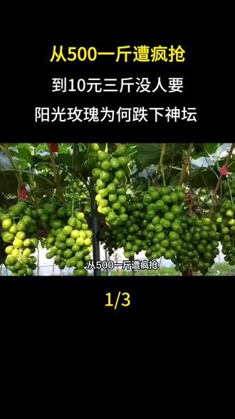 从500一斤遭疯抢,到10元三斤没人要,阳光玫瑰为何跌下神坛#大国重器#大国崛起#科普#科普一下#阳光玫瑰