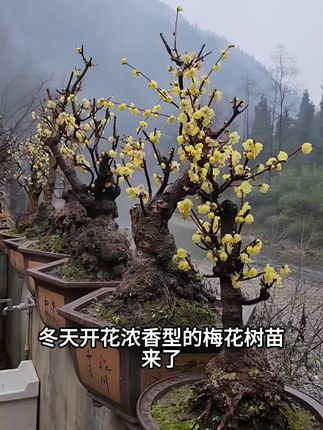 #绿植盆栽花卉 #家庭绿植 #家居绿植 #花卉绿植盆栽 #别墅庭院植物