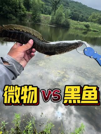 0.4pe线+微物竿vs黑鱼#路亚 #原来钓鱼才是抖音运动顶流