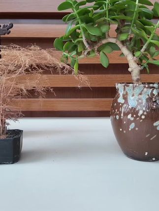 贵州怀庄酒古言口粮