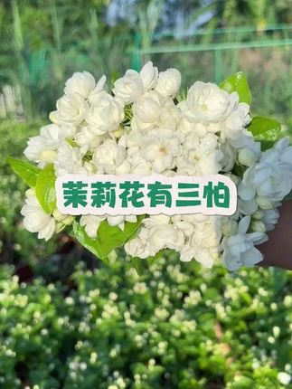 茉莉花有三怕#花卉绿植 #养花小知识